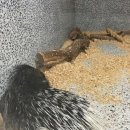 감일수족관 | [하남 감일 동물원]곰꼬마 - 이용 후기
