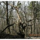 개군약국 | 20100403_양평 추읍산(개군 산수유 축제)