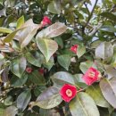 달빛에 물들이고 이미지