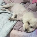 비주얼펫살롱 이미지