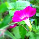 뜨락의아침 이미지