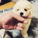 그루머웅 이미지