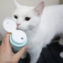 그린펫그루밍 | 고양이 피부병 샴푸 후기 링웜, 턱드름, 비듬, 탈모 냥에게 딱!