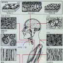 조직-결합조직 Connective tissue 이미지