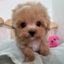 구로-구로-구로-2367 | 구로구 개봉동강아지분양, 우리 가족 될 특별한 아이를 만나는 설렘