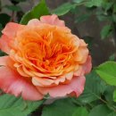 라빌라빌라 이미지