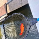 패밀리낚시터 | 시흥낚시터 패밀리야외낚시카페 후기, 아이들과 함께한 가족 체험기 (금붕어 돌림판·경품까지!)