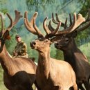 사슴농장 이미지