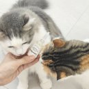고양이 종합 영양제 추천 사료토, 구토 걱정 끝! 수의사가 만든 영양제 &#39;버디부 케어샷 올인원&#39; 후기
