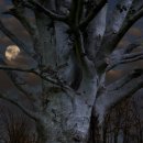 고목나무 이미지