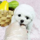 도그비숑 이미지