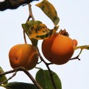 월하농장 이미지