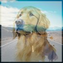 와우애견 이미지