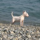 바우와우 이미지