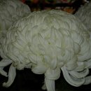 그대가세탁소 이미지