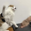 증산로23길 | 웨딩 스냅 계약 후기 | 가성비와 퀄리티 다 잡은 야외+스튜디오 촬영 계획 (무화과/키노/히솝메이크업...