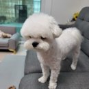 멍냥이 이발소 | [경주황성동애견미용실]말티즈강아지 베이비컷 미용할때는 멍냥이발소로