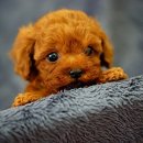 곱슬곱슬 이미지