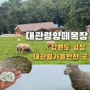 대관령 | 강원도 대관령양떼목장 여행 후기 대관령가볼만한 곳 추천