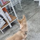 벨라동물병원 이미지