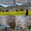 노량나루터 공원 | 경남 벚꽃 명소 남해 왕지벚꽃길 노량공원 실시간 가볼만한곳