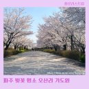 파주교통 | 파주 오산리 기도원 벚꽃 파주 벚꽃 명소 방문후기 주차