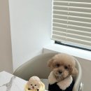 멍데이 이미지