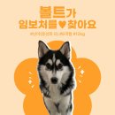 볼트/남아/6개월 이미지