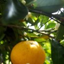 미숙목장 이미지