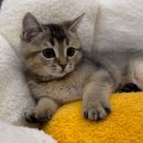 천안 강아지분양 고양이분양 파밀리에드마스코타 신불당본점 | 천안고양이무료분양 아메리칸숏헤어입양