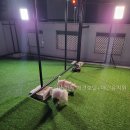 라비쉬독 애견호텔+애견유치원 선택 전 볼 핵심 정보