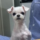 뽀야막창 이미지