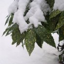 정자나무아래 이미지