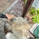 중랑차동물병원 네이버블로그