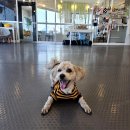 도토리 강아지 유치원 이미지