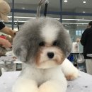 벨라루시애견미용학원 이미지