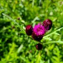 일화농장 이미지