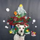 다원하개 이미지