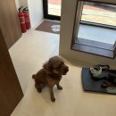 꽃내음나개 이미지