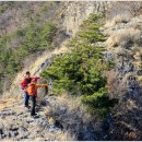 늑대와 여우 이미지