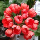 봉글봉글 이미지