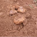 마우농장 이미지