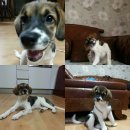 작은 친구 동물병원 이미지