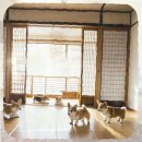 강아지 사랑 | 김포 강아지분양 3개월 기다린 사랑스러운 반려견 맞이 후기