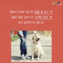 착한강아지 이미지