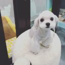 댕댕이미용 이미지