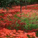 불갑사관광지 이미지