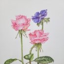 보태니컬아트(색연필그림) 이미지