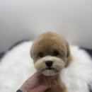 뽀그리독 이미지