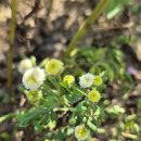 겹휘버휴 꼬투리 나눔 이미지